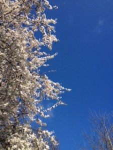 Whitethorn, I think?